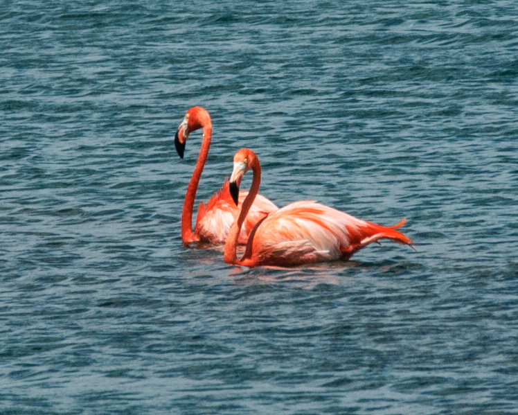 Bonaire flamingoes