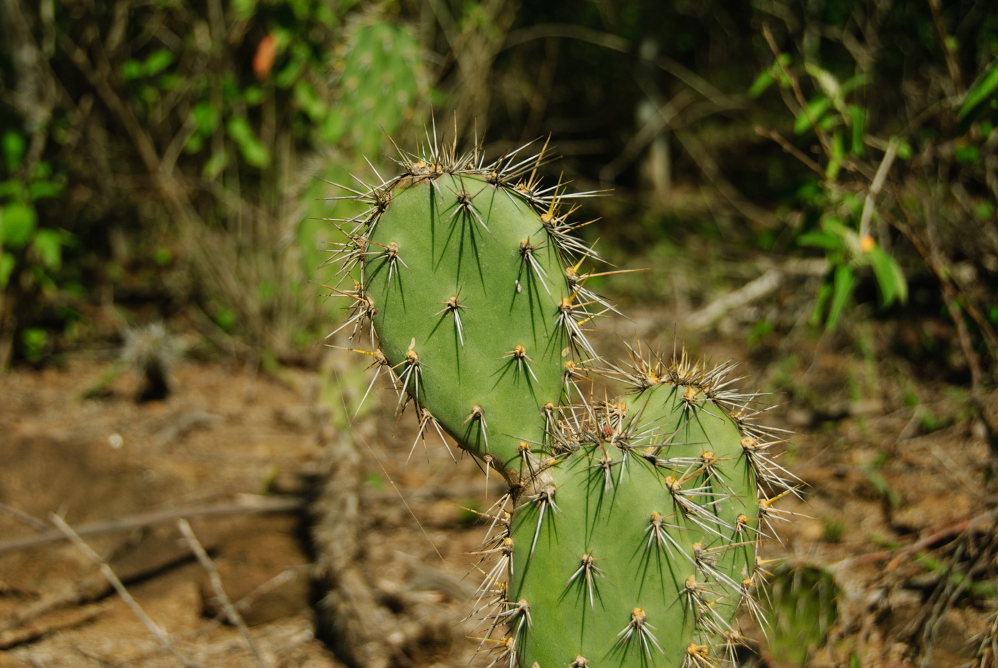 Cacti in Bonaire