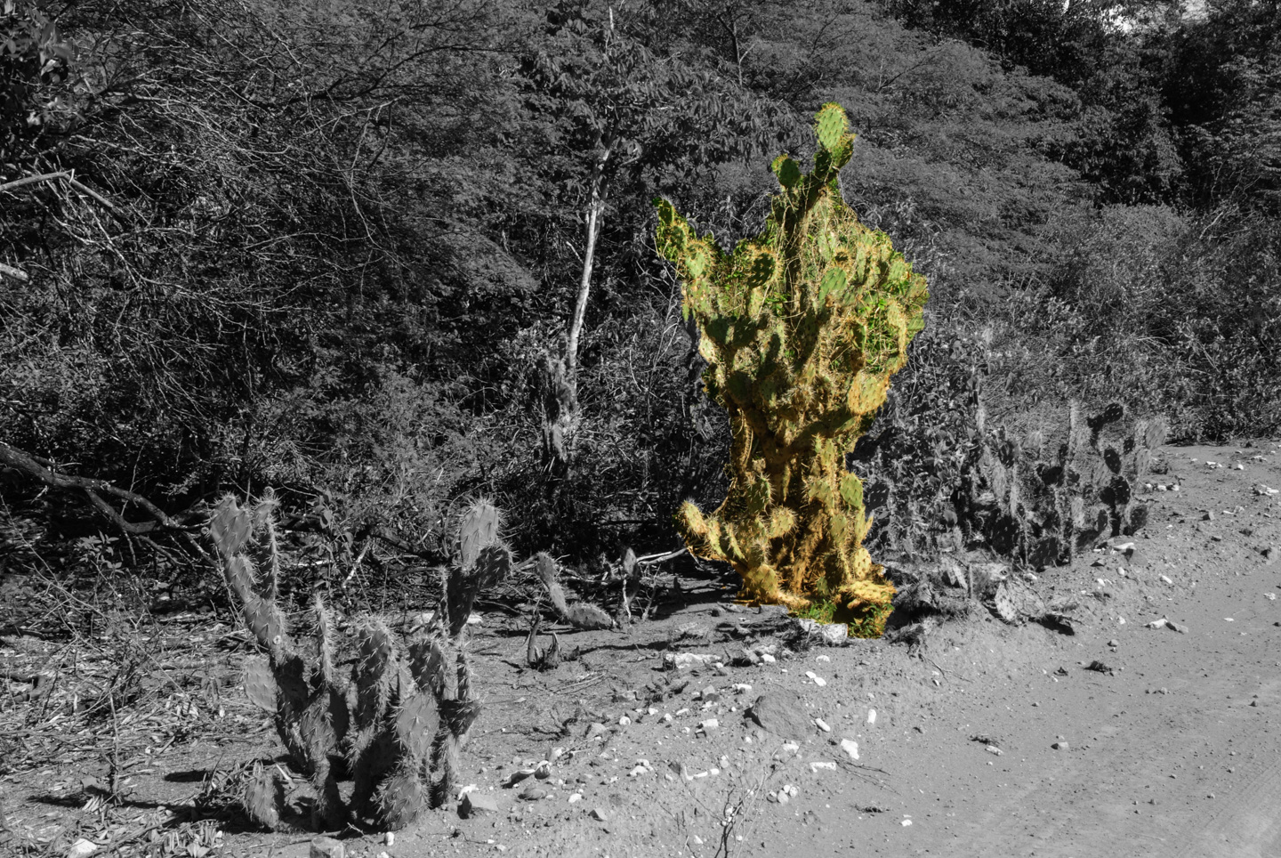 Cacti on Bonaire