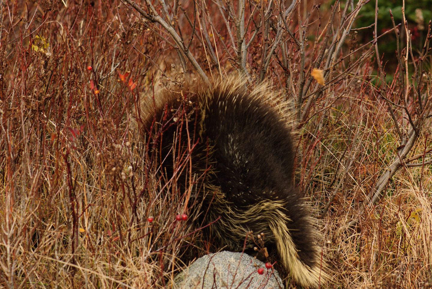 A porcupine making a quick exciting