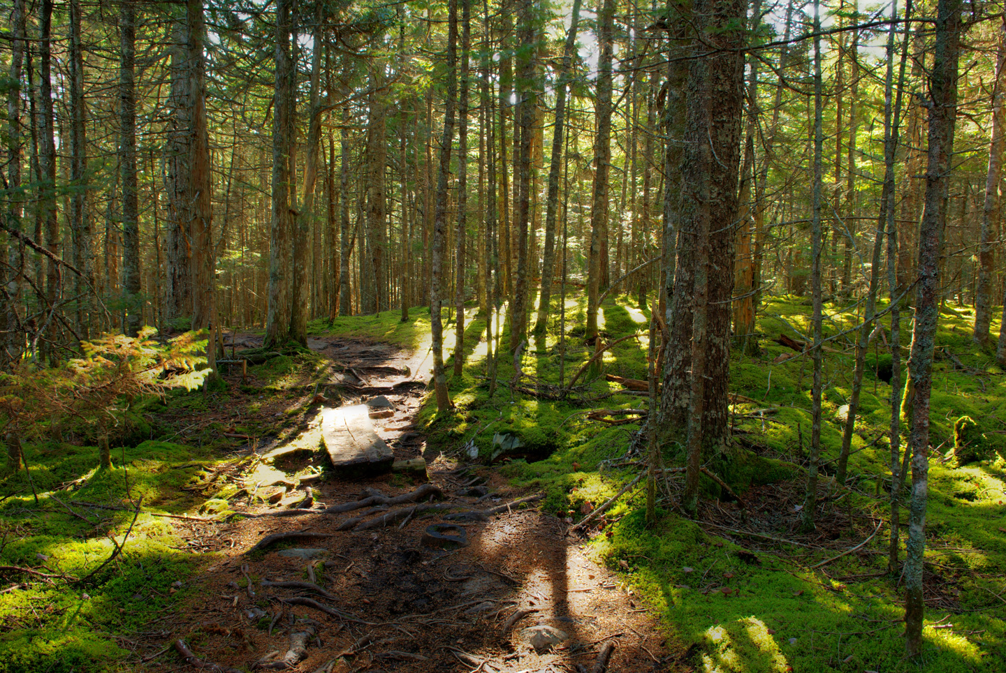 Sundappled path through the woods