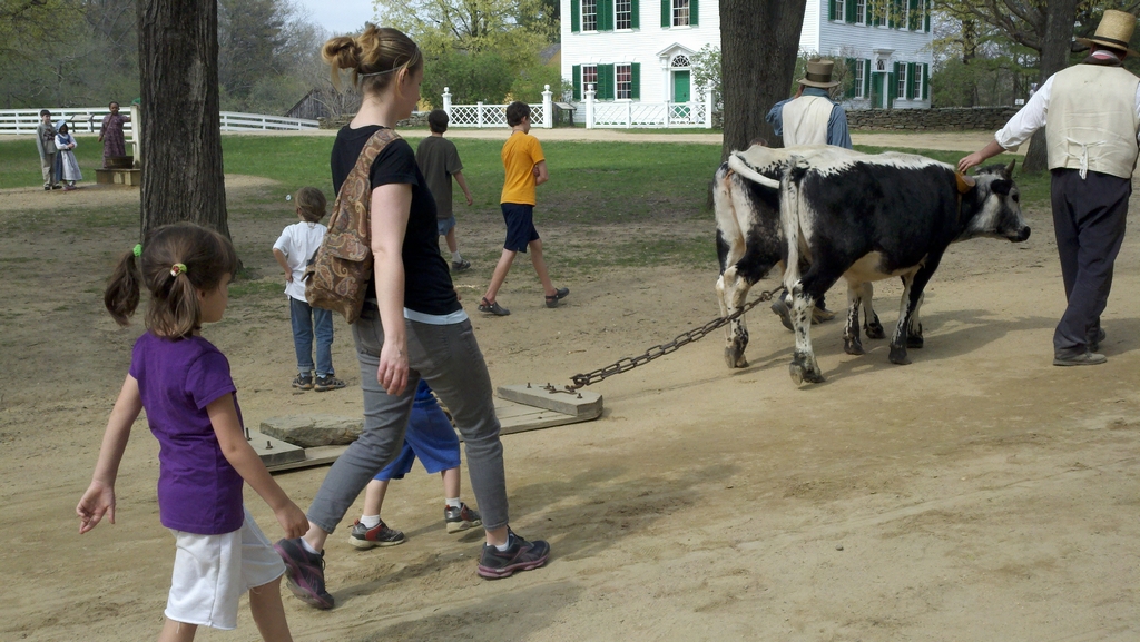 Walking oxen for exercise