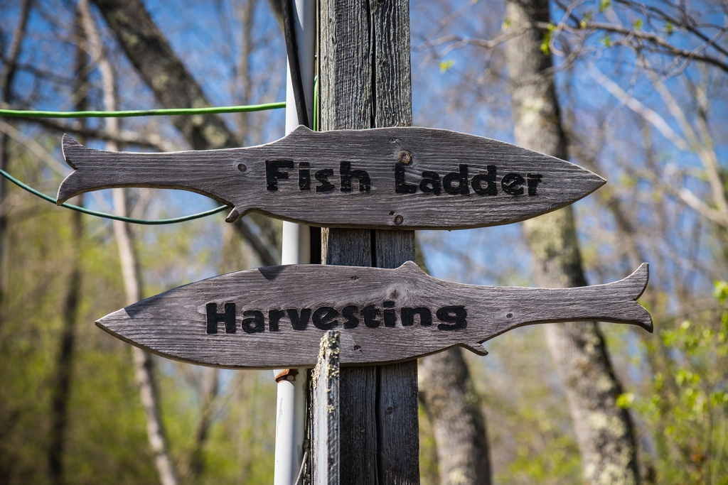 Fish Ladder sign