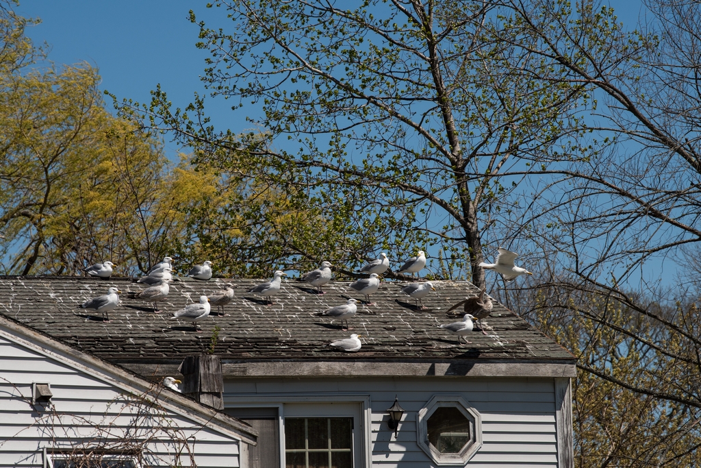 Many gulls on roof of a house