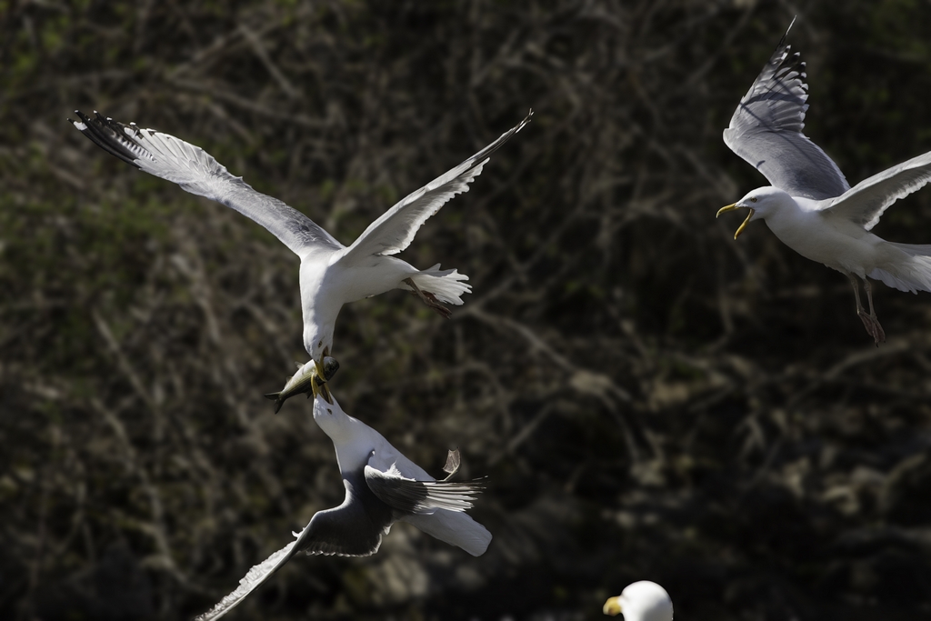 Gull flying upside-down to snatch fish from other gull