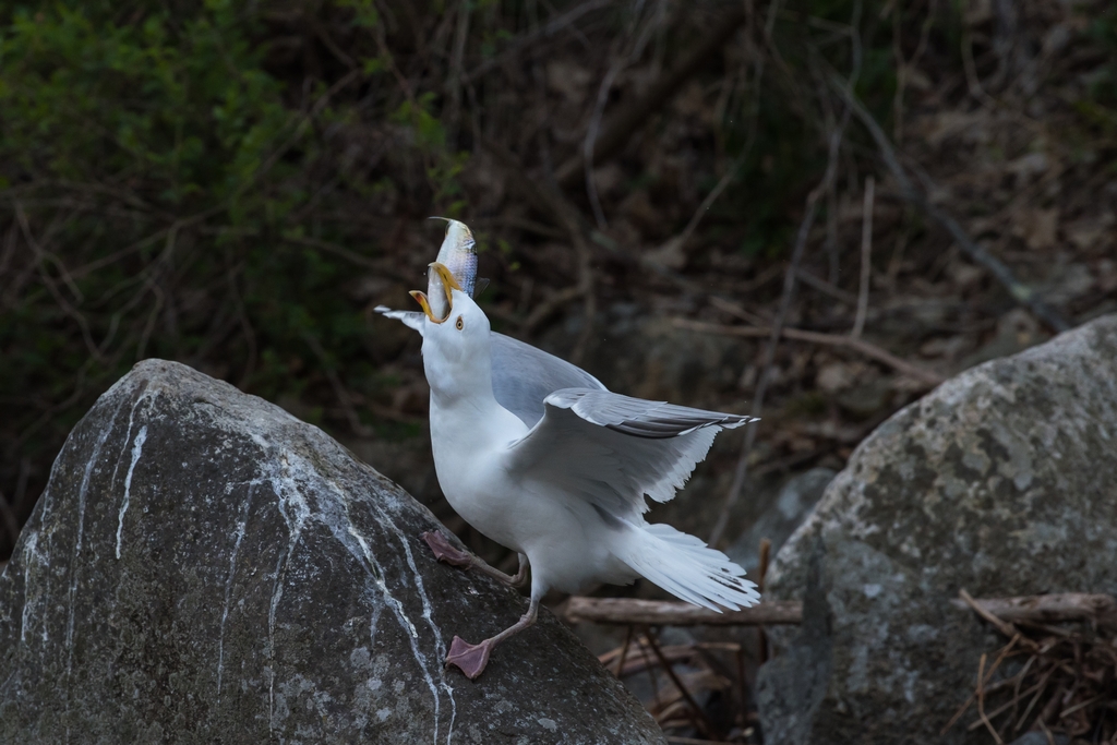 Gull swallowing a fish whole