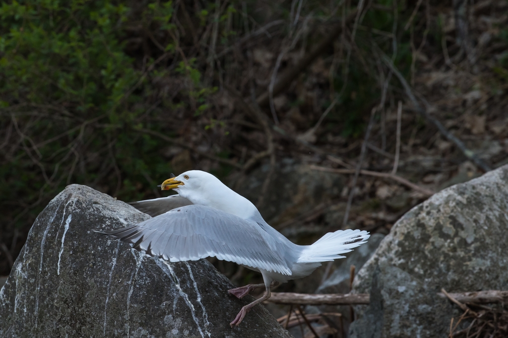 Gull swallowing a fish whole