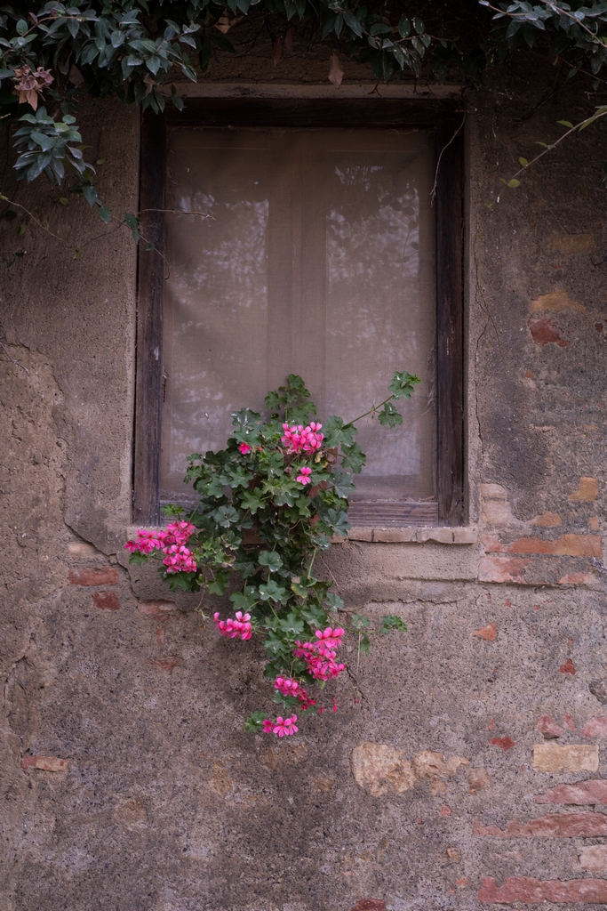 Window flowers at the Fattoria
