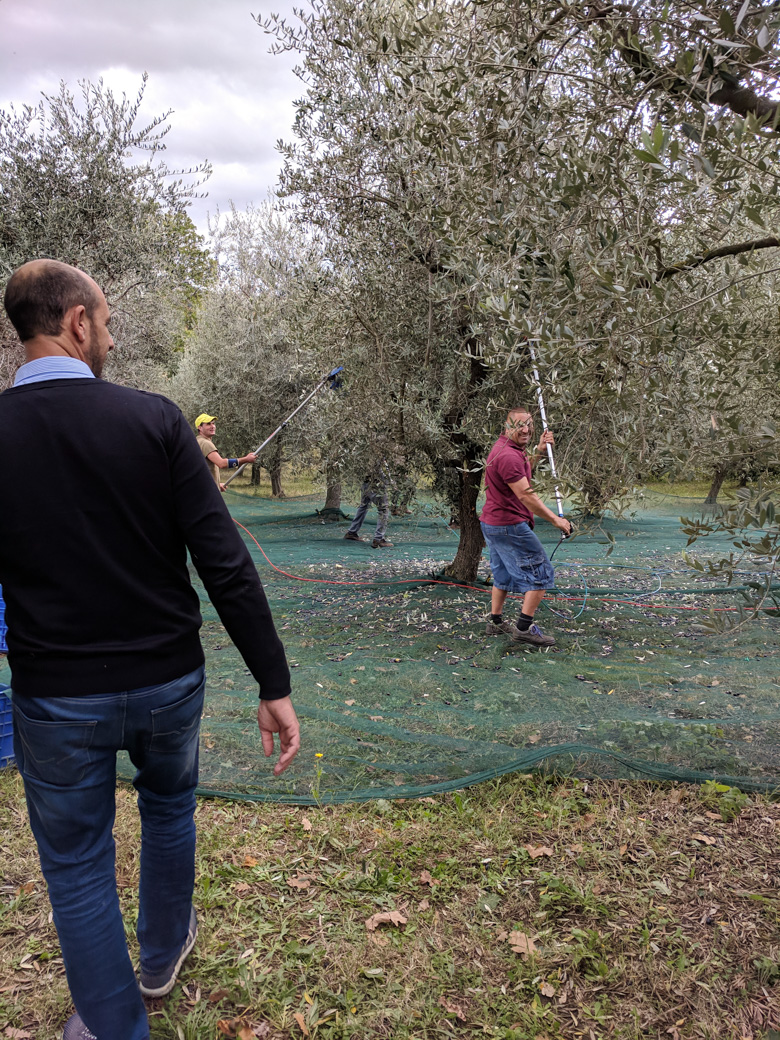 Di Sante farm olive harvesting