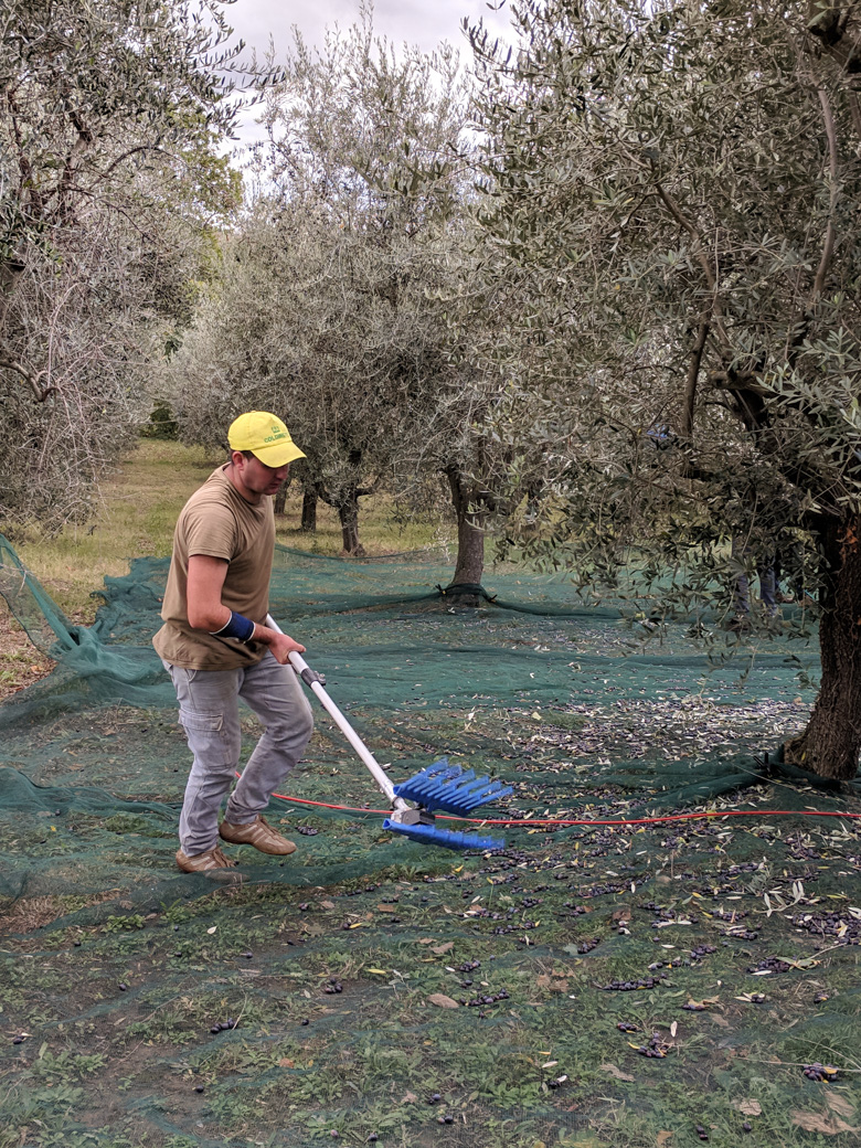 Olive harvesting rake