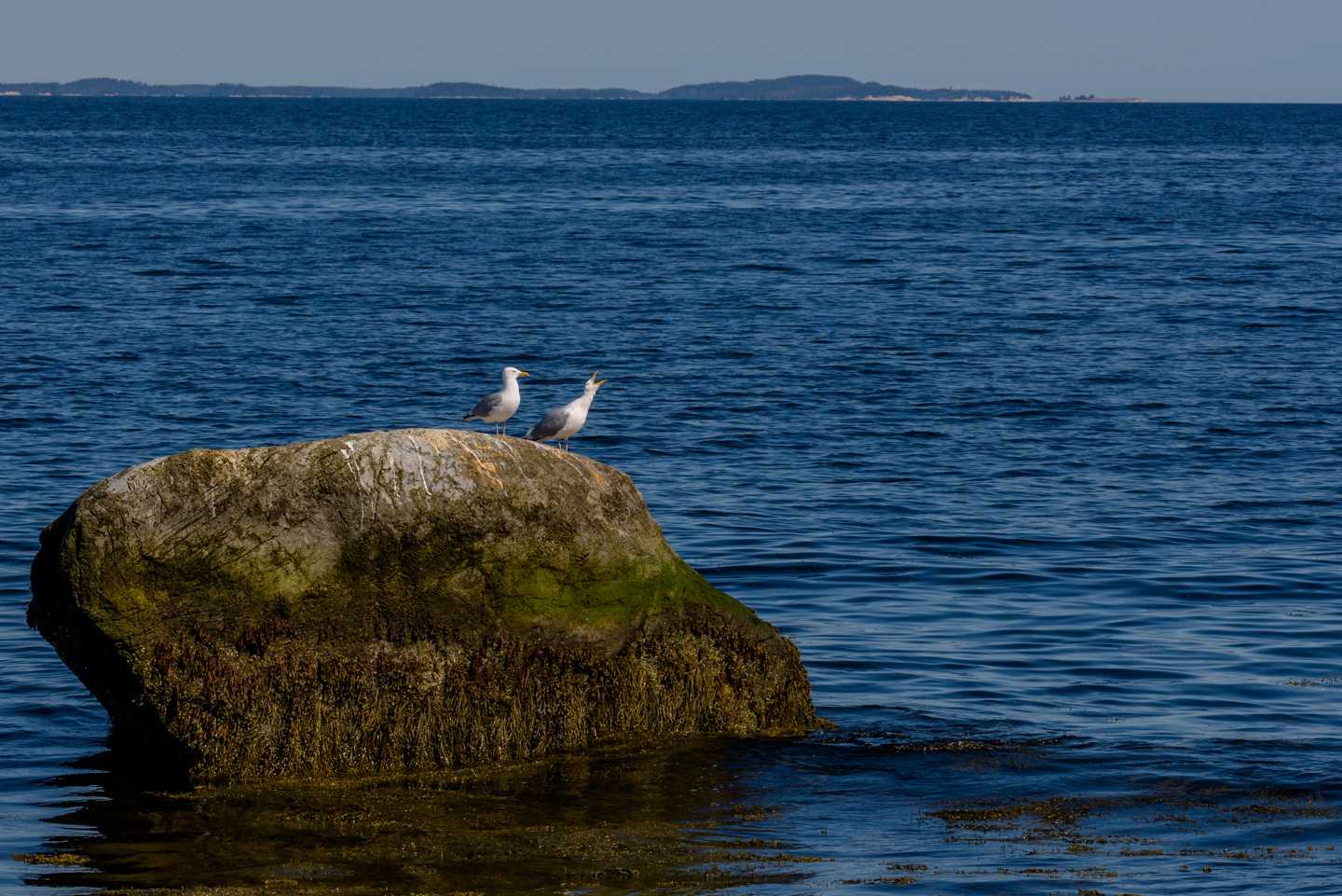 Two gulls on a rock