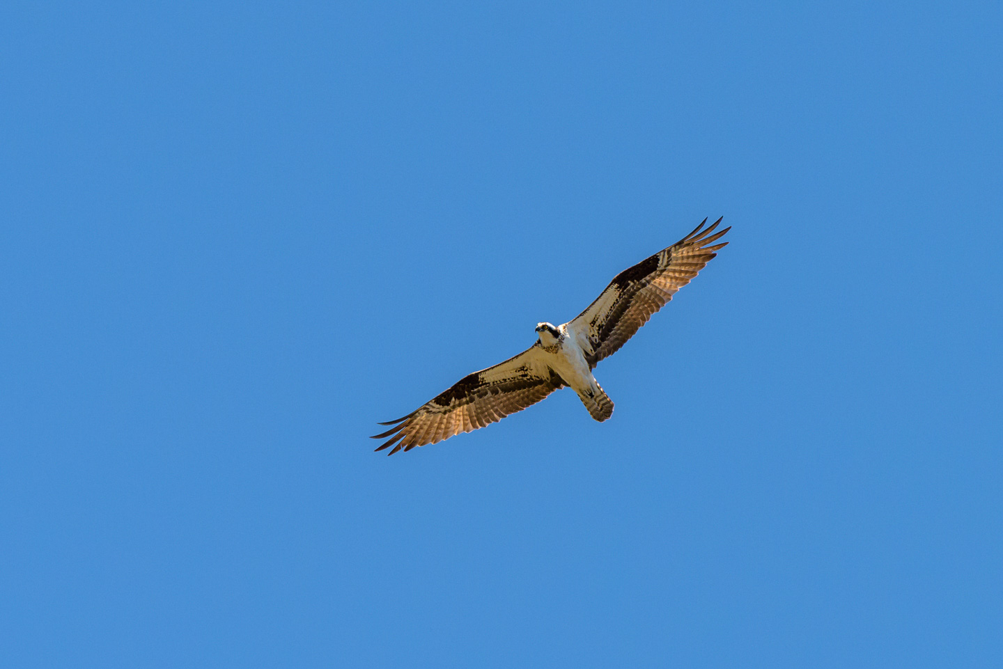 Osprey against blue sky