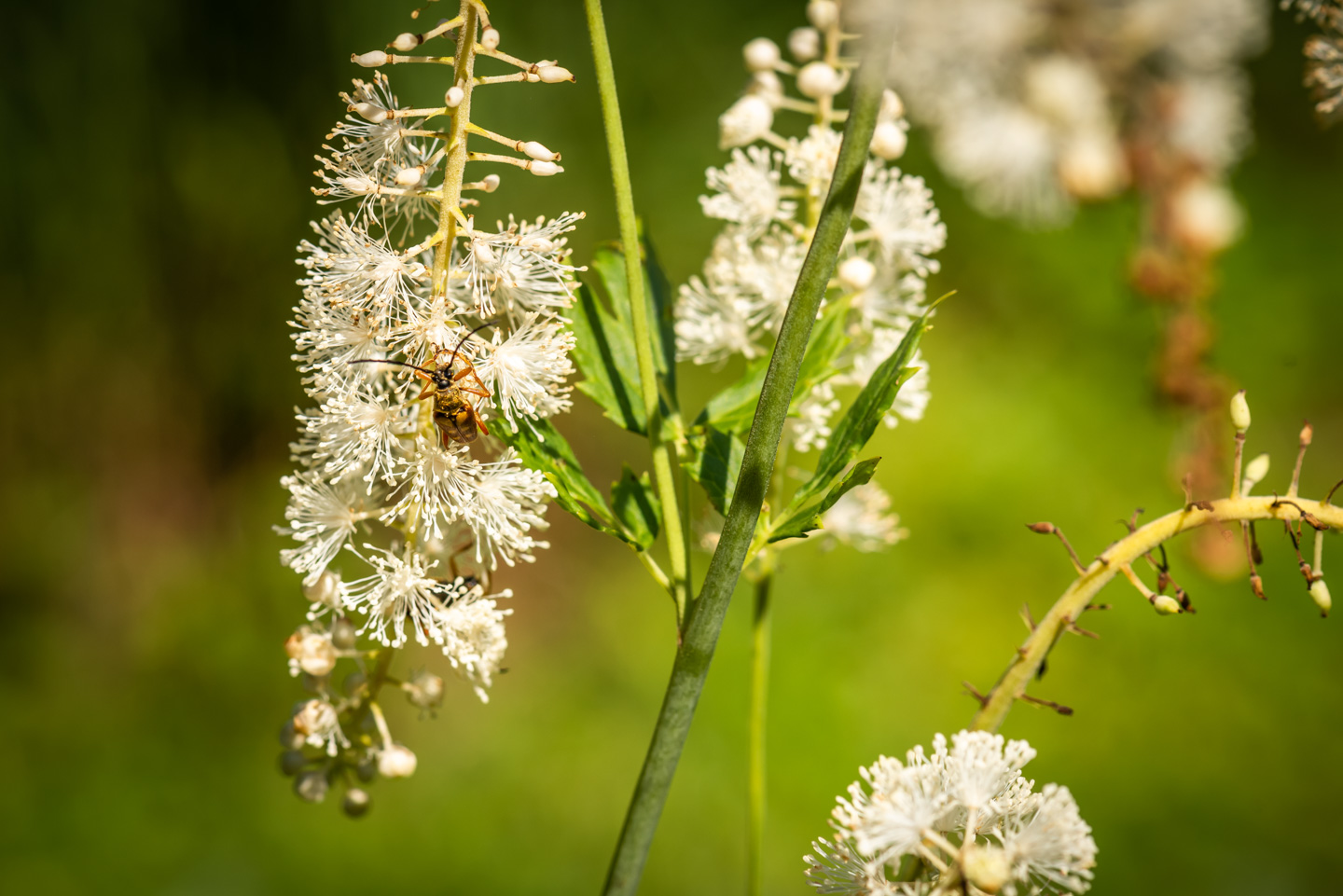 An insect collecting nectar on a Baneberry flower