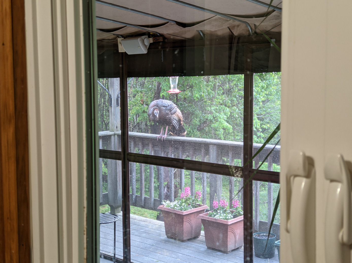 Wild turkey perched on the railing of a deck