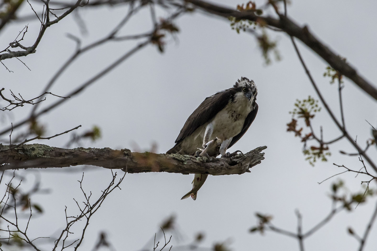 Osprey in a tree, holding a fish