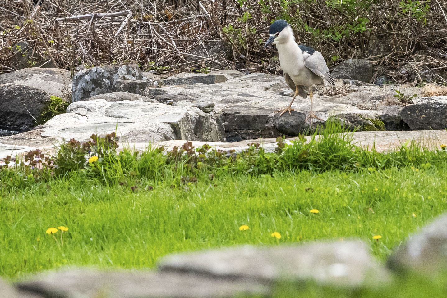 Black Crowned Night Heron with neck extended