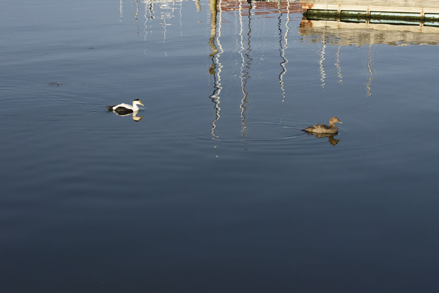two Common Eider swimming in the water