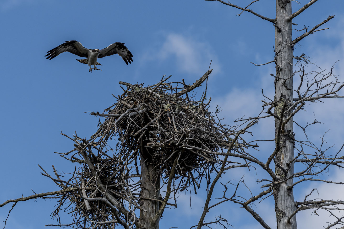 Osprey in process of landing in nest 