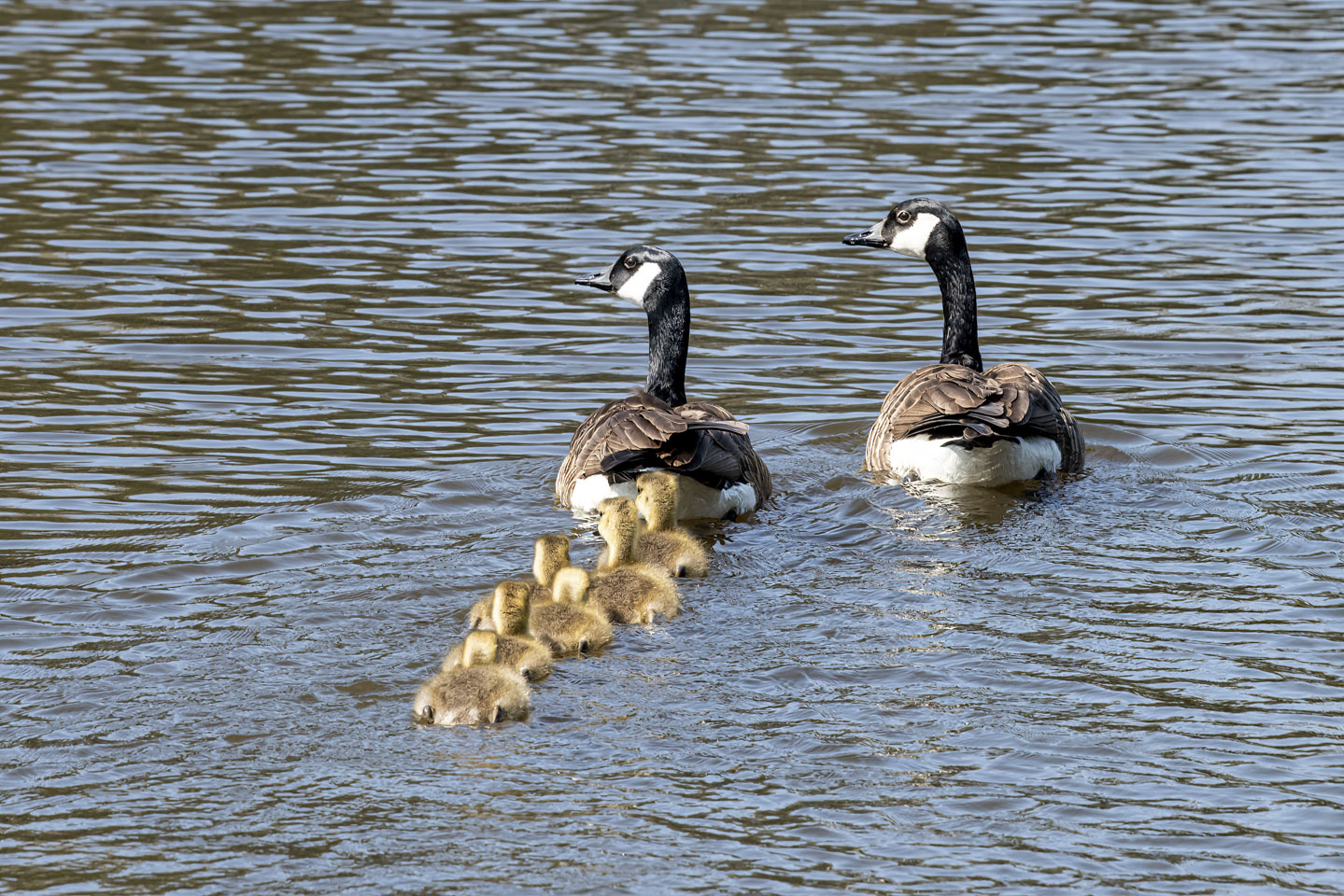 Canada Geese with goslings following in the water
