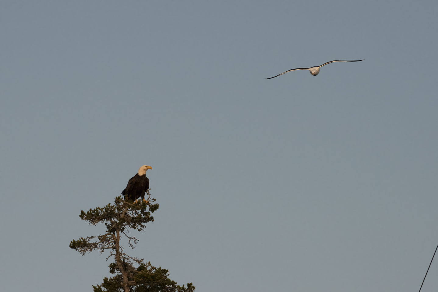 Herring Gull flying by an Eagle that is in a tree