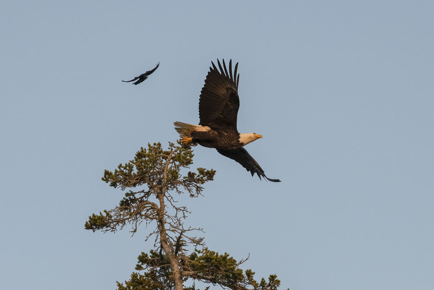 Small black bird flying by an Eagle that is going into flight