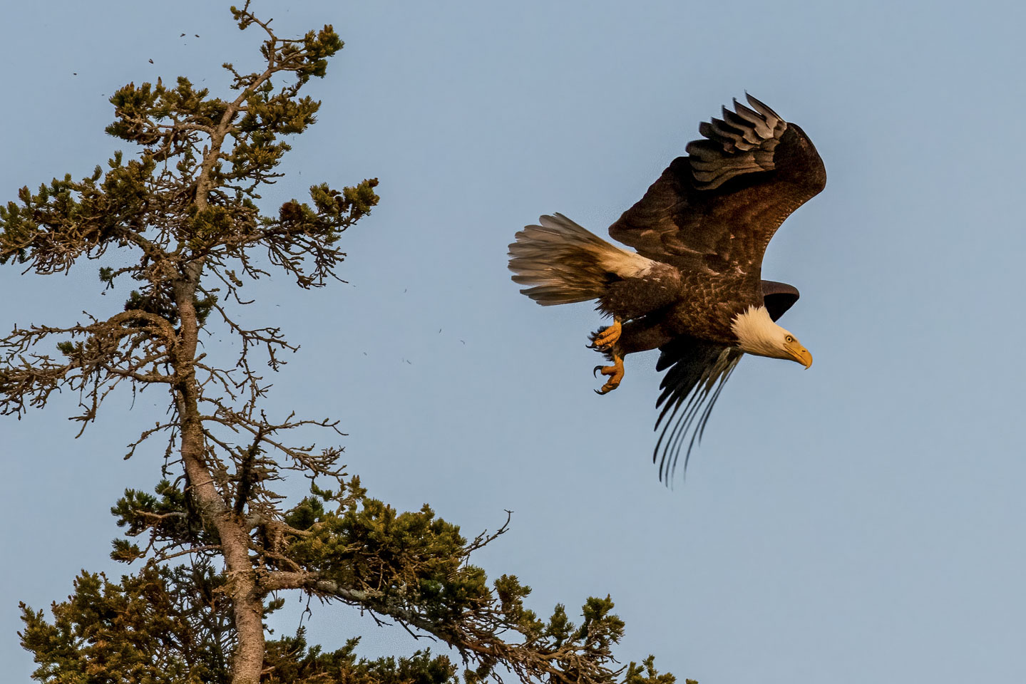 Eagle launching into flight