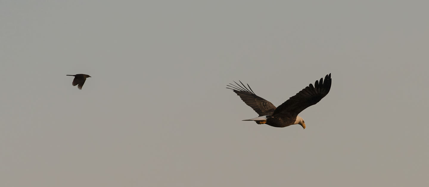 small bird chasing an eagle