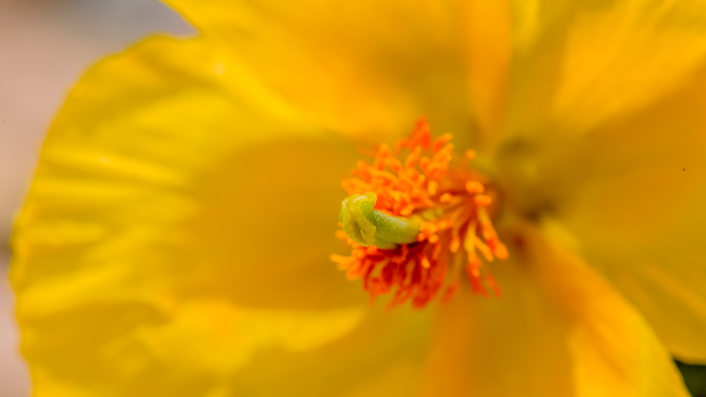 Close-up view of a beach flower