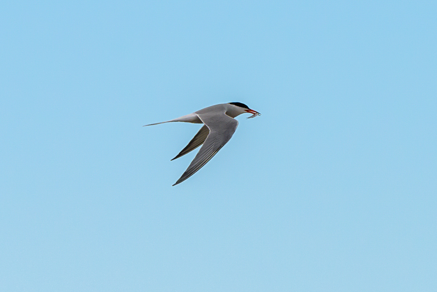 Tern with a meal in its mouth