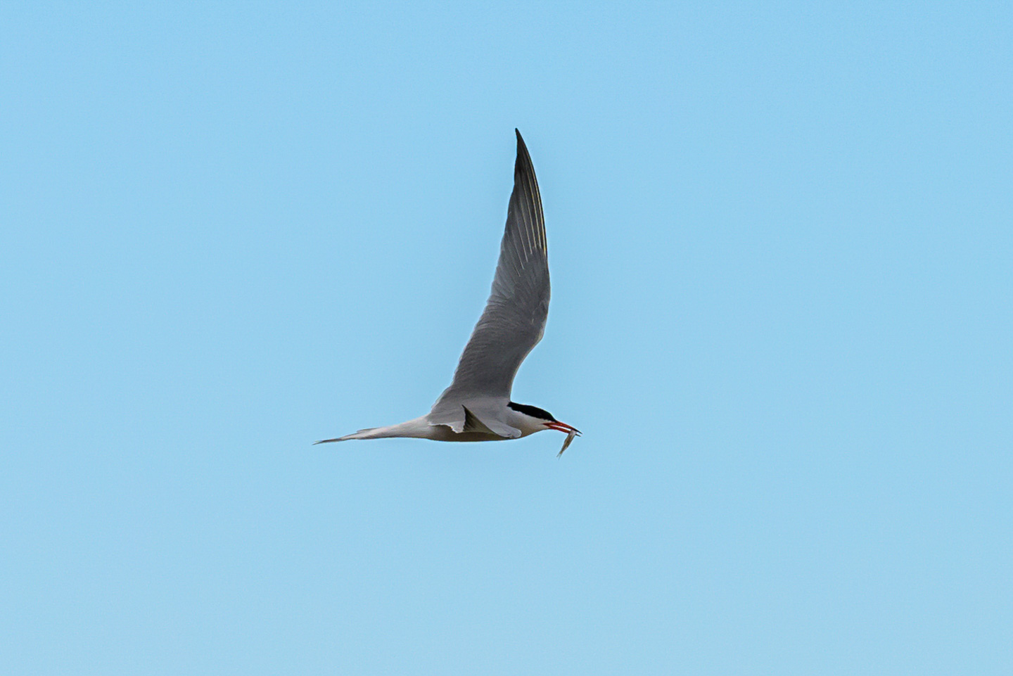 Tern, banking, with a meal in its mouth