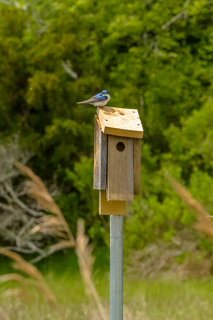 Tree Swallow on bird house