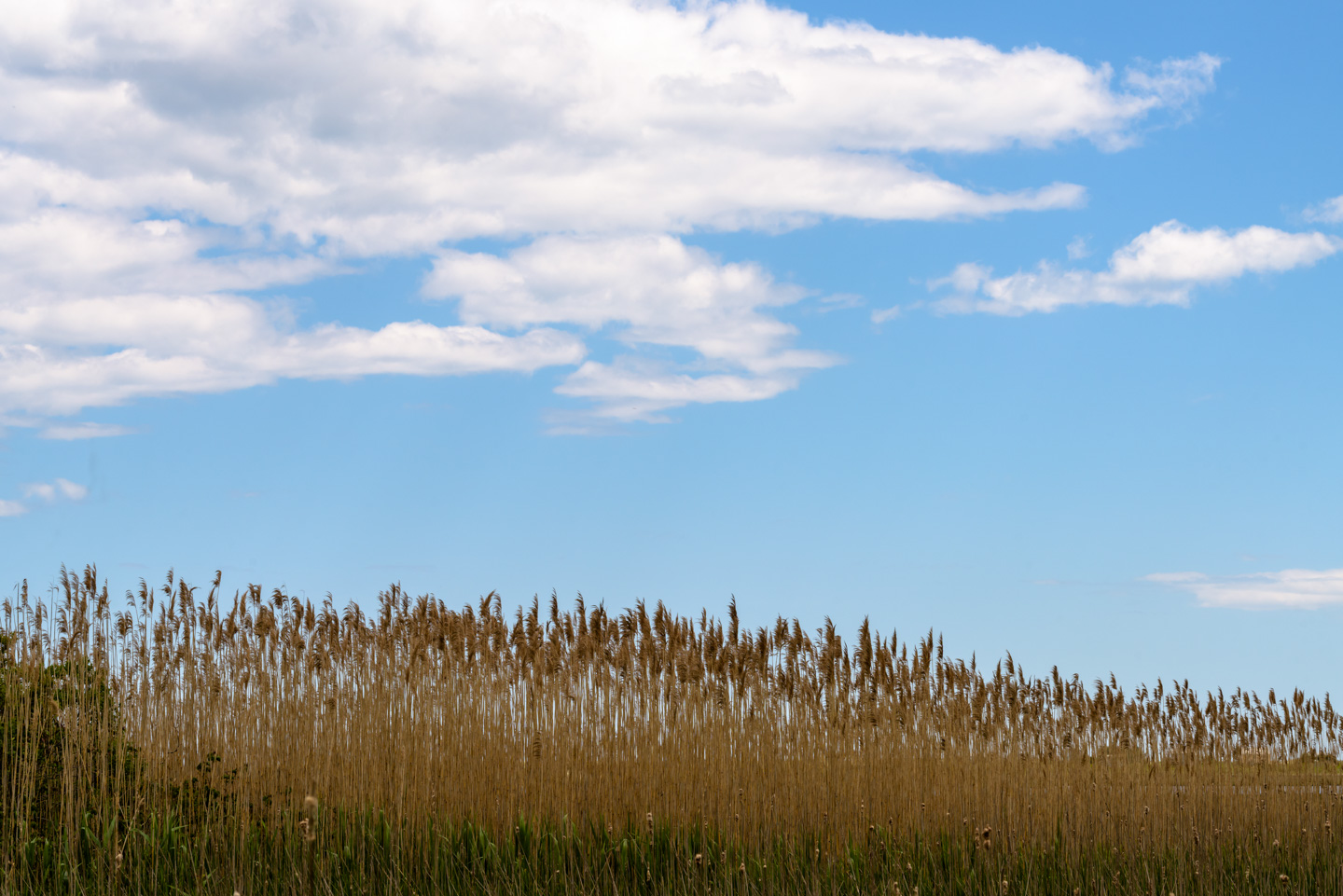 Tall marsh grasses with clouds