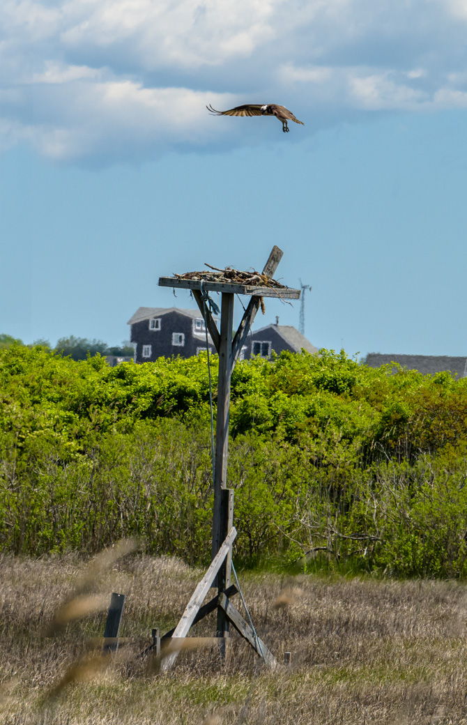 Osprey landing on nest