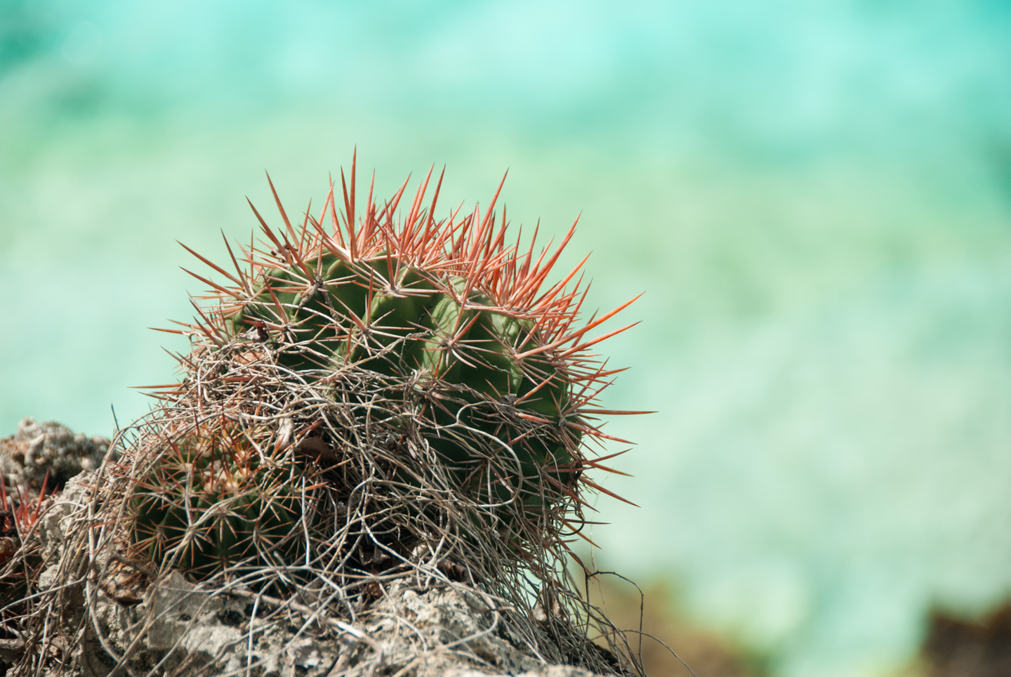 Cactus, 1000 Steps, Bonaire