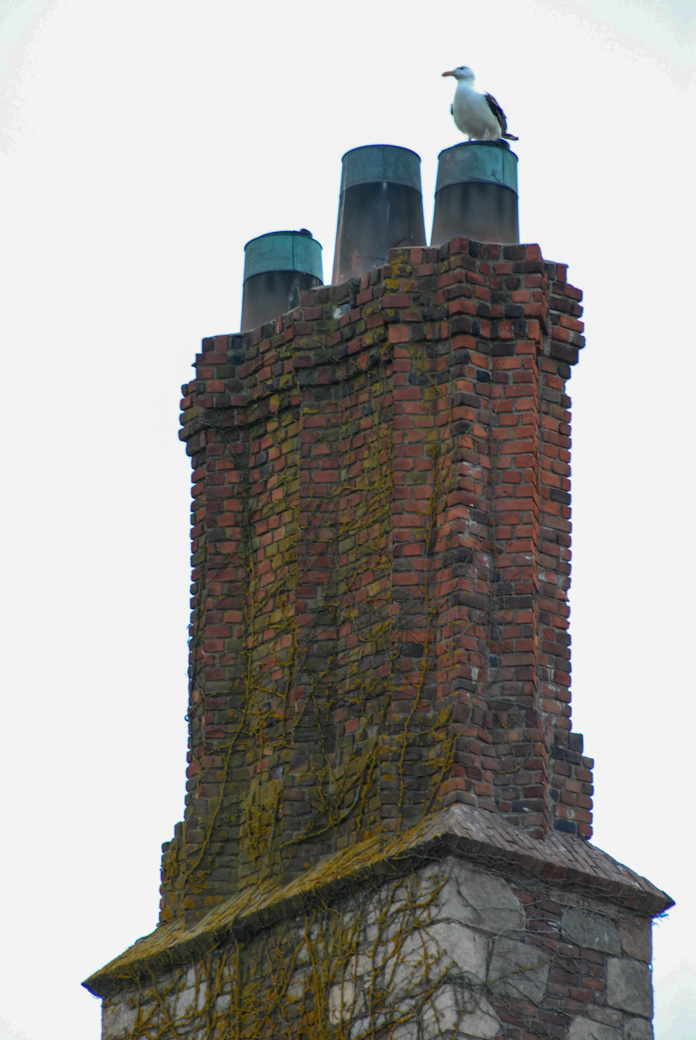 bird on chimneys