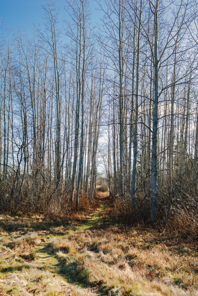 Path through woods at Scott's Landing