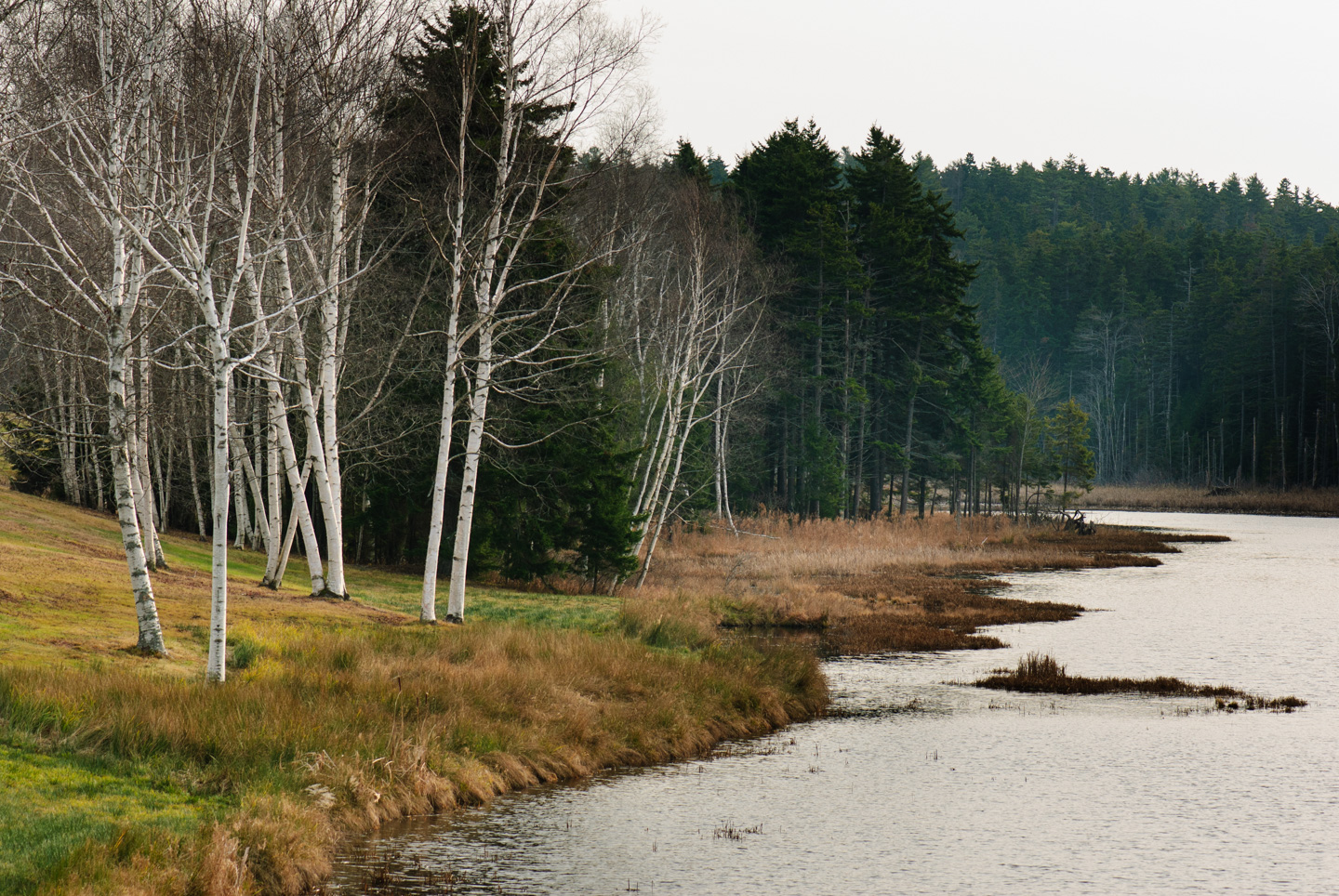 White Birch trees alongside water, Orr's Island, Maine