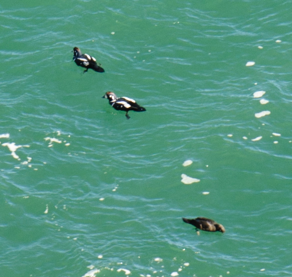Harlequin Sea Ducks