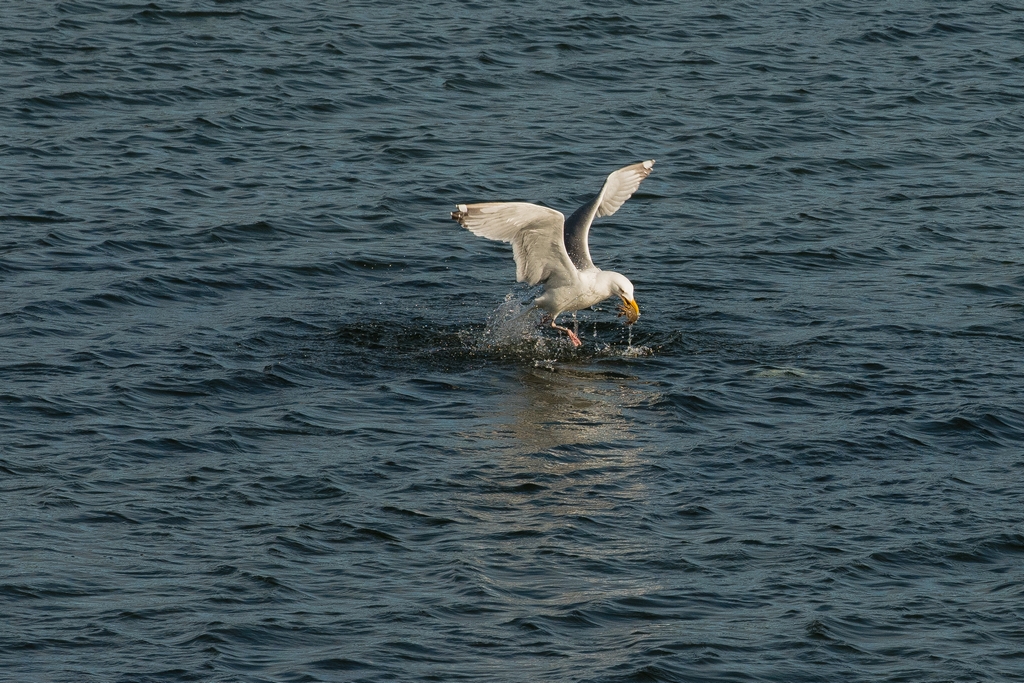 Herring Gull has Stolen the Crab from the Eider 