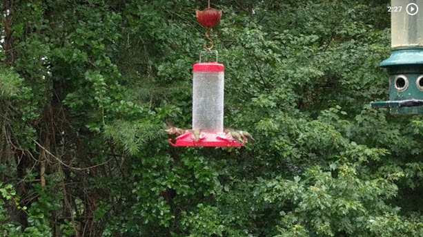 link to video of hummingbirds taken July 7 2017