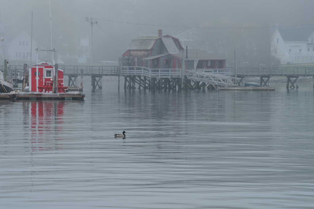Mallard and fog in Boothbay Harbor