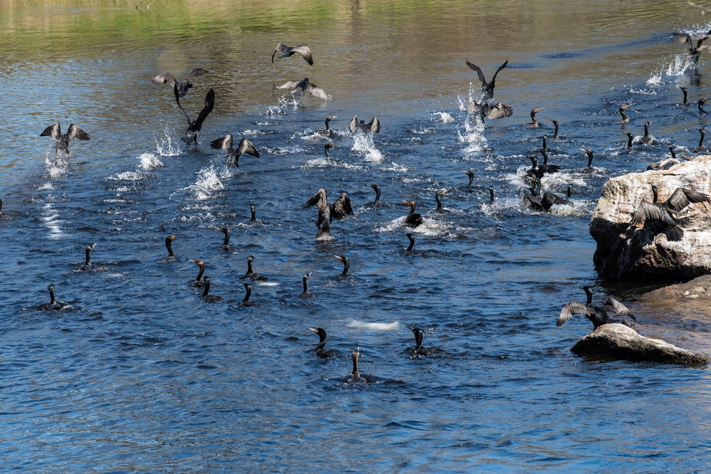Flock of Comorant Birds taking off from the water