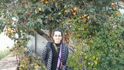 link to video of Cerasa and Persimmon Tree