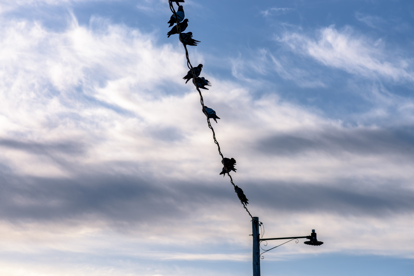 pigeons on a power line