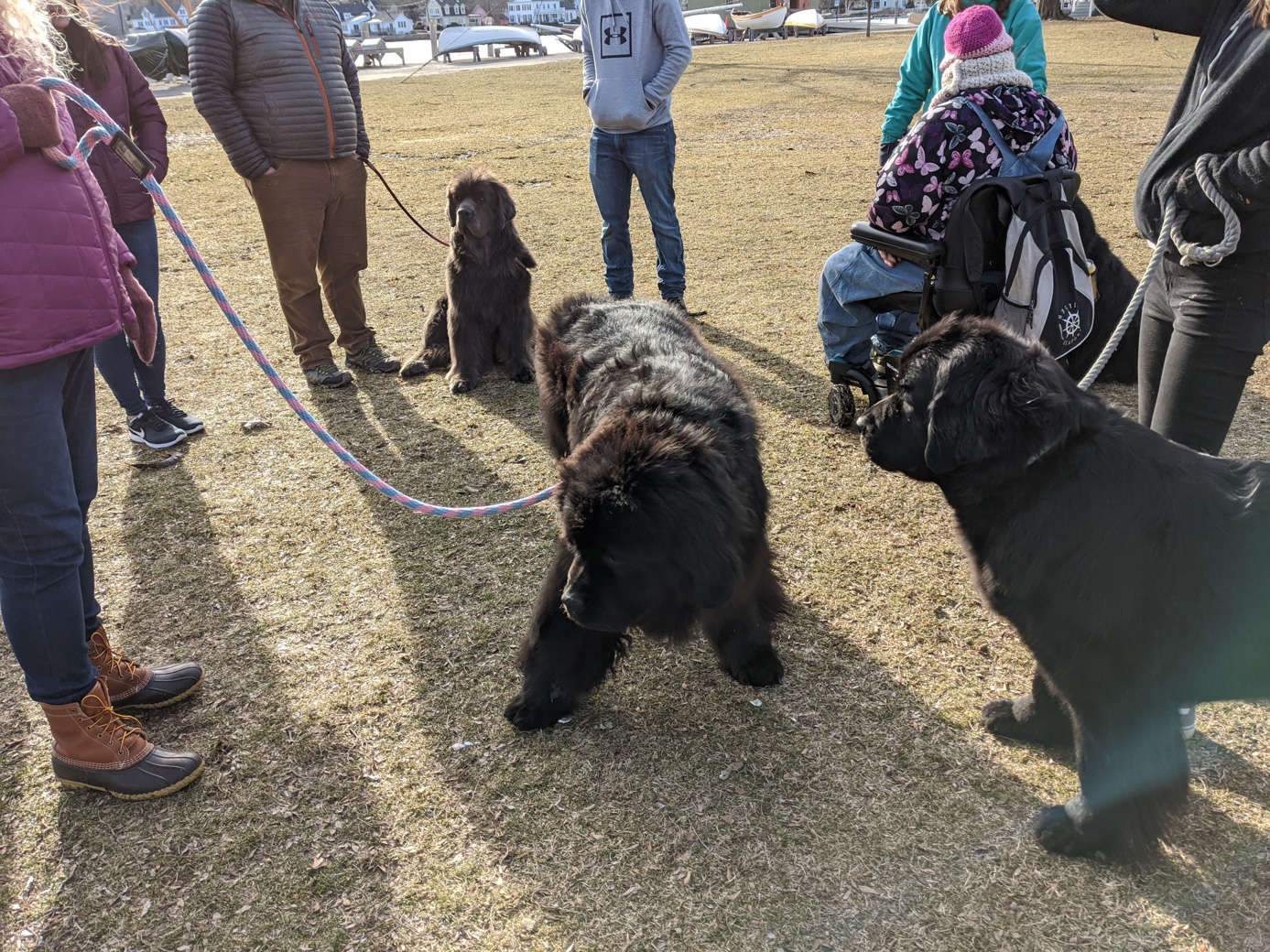 Newfoundland dogs at the Mystic Seaport Museum