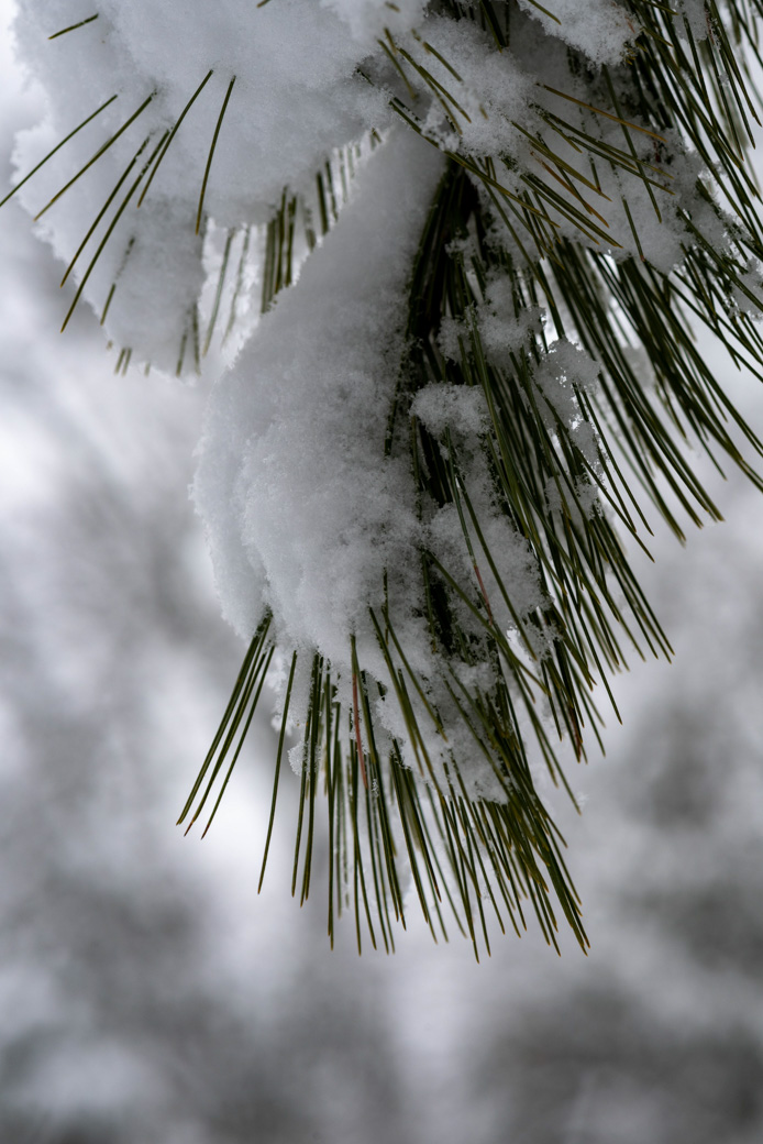 Evergreen needles covered with snow
