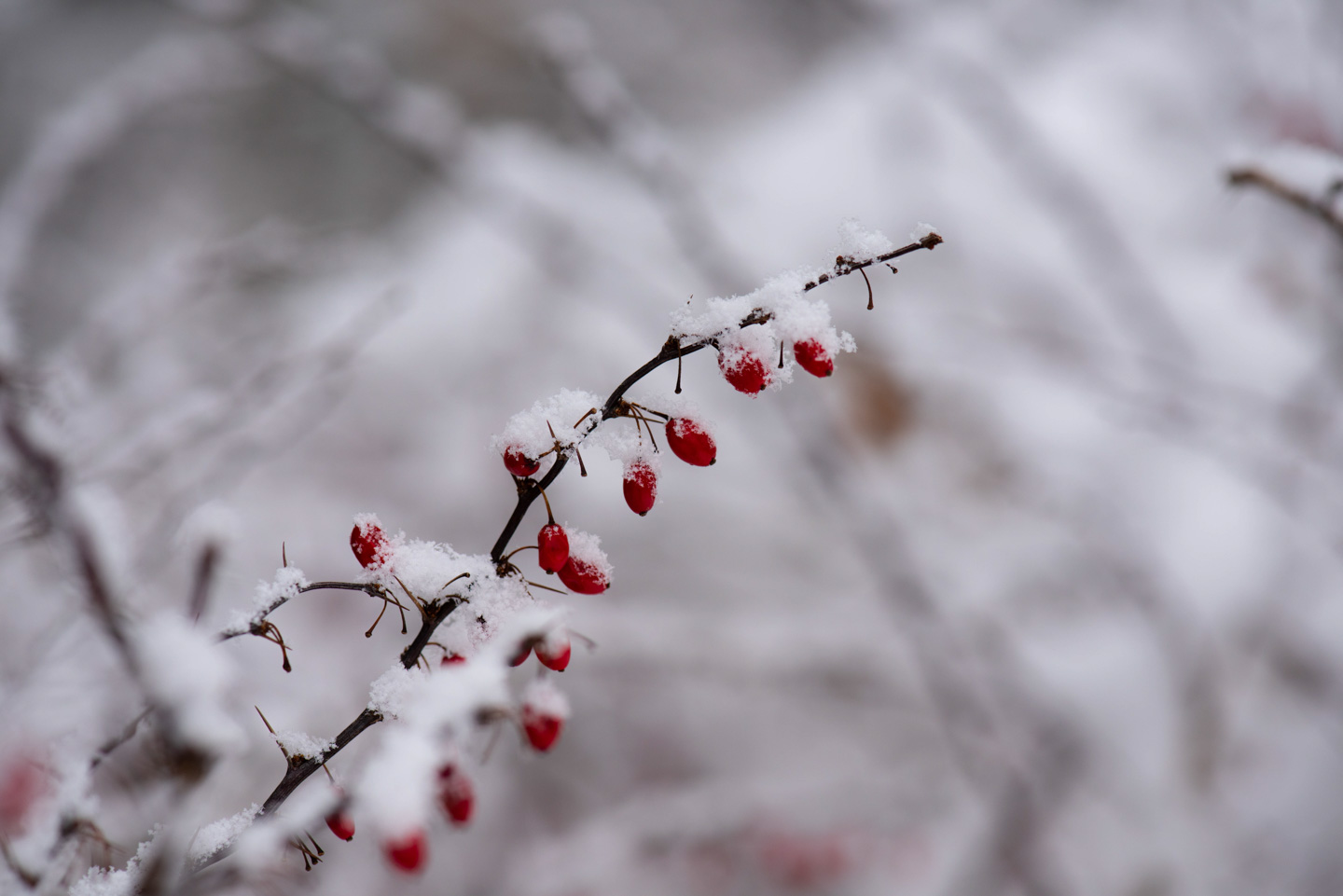 Berries in snow