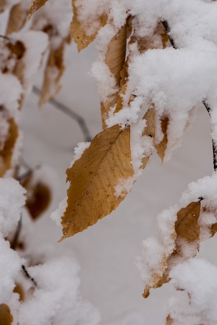 Beech leaf and snow