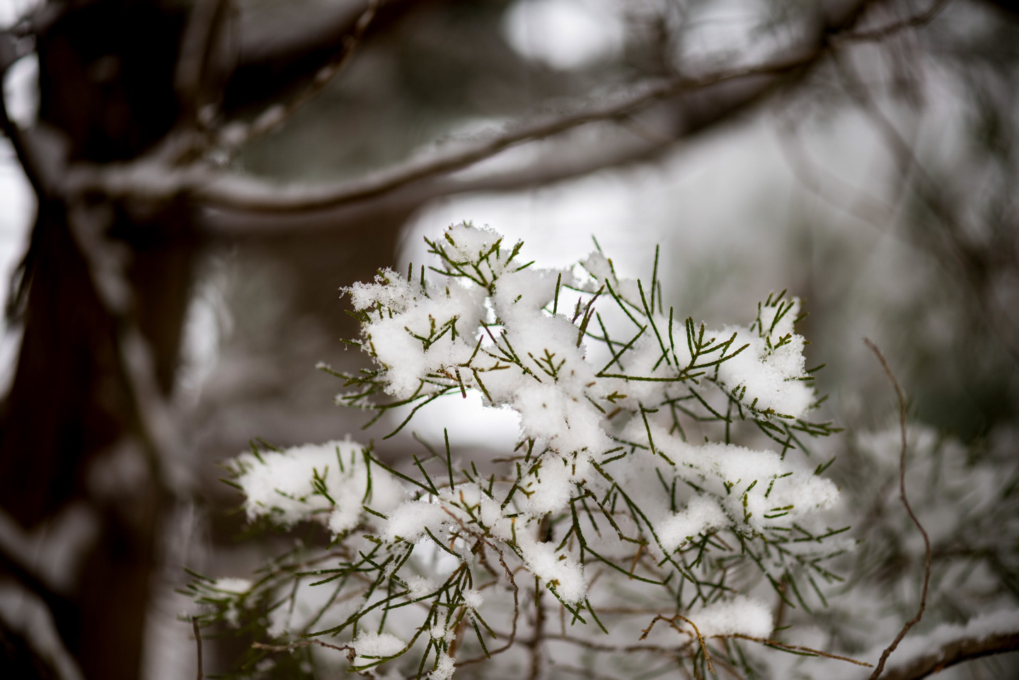 Evergreen needles covered with snow