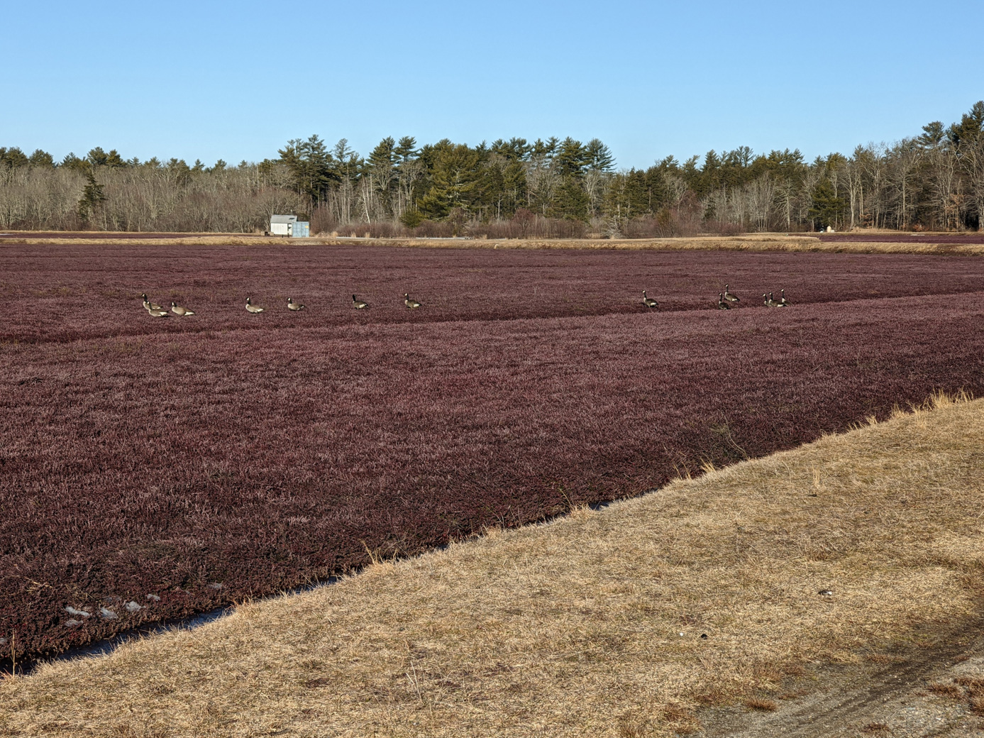 Canada Geese on a cranberry bog.